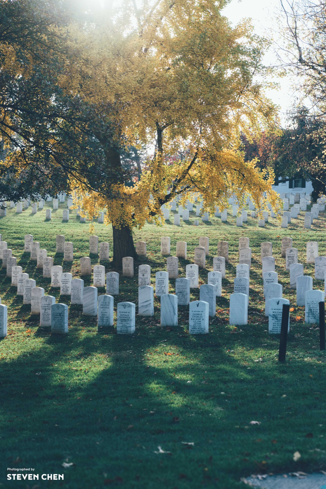 Rest Beneath the Tree