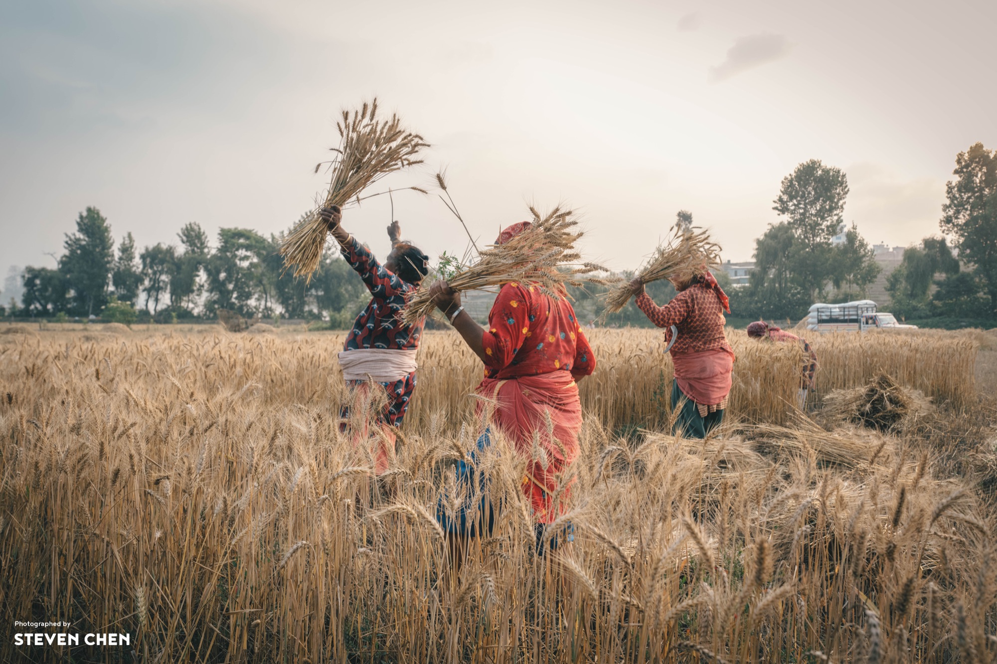 Song of Rye