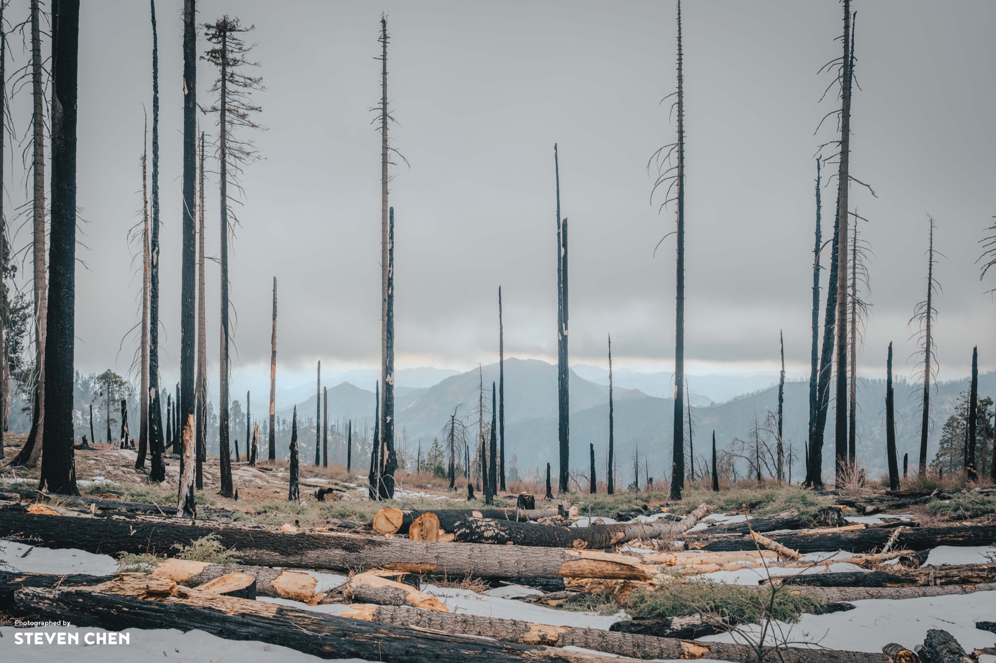 Echoes of Withered Trees